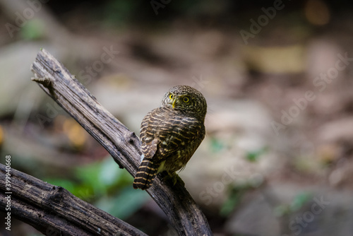 Asian barred owlet  Glaucidium cuculoides  sitting on a branch