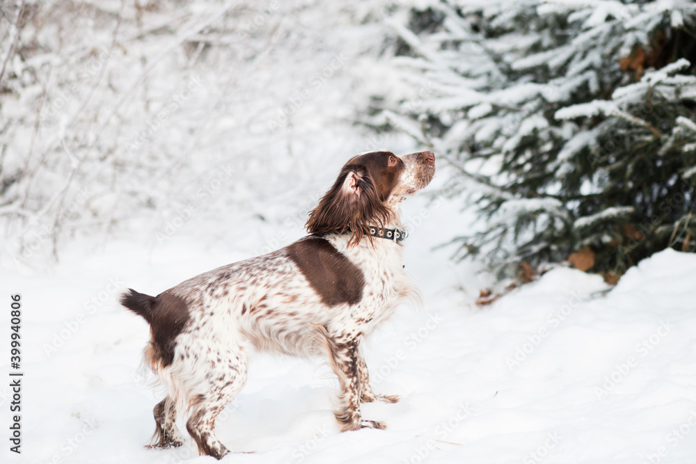 Funny chocolate spaniel with different eyes standing in winter. Side view.