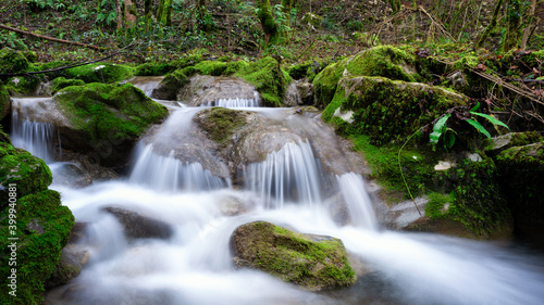 Fototapeta Naklejka Na Ścianę i Meble -  Beautiful mountain creek running through stones covered by moss. Fairy landscape on the Julian Italian Alps. Long exposure photography.