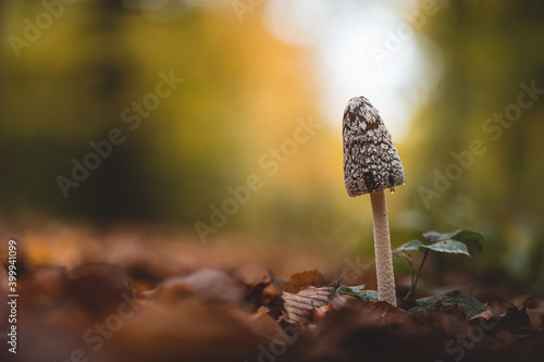 magpie inkcap fungus mushroom in a colorful forest