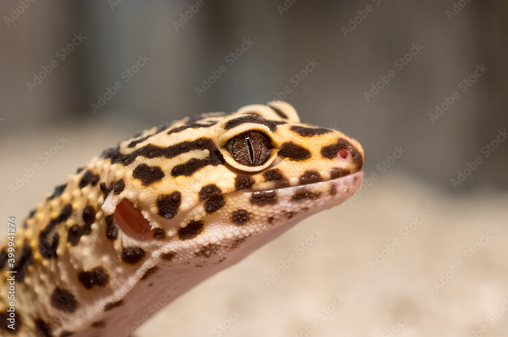 Fototapeta premium Detail of Leopard gecko (eublepharis macularius) looking curious
