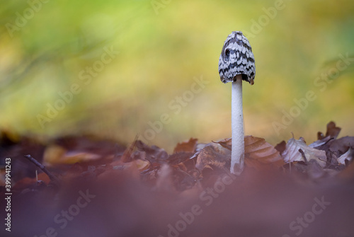 magpie inkcap fungus mushroom in a forest