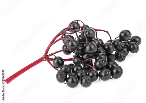 Branch of fresh juicy elderberry isolated on a white background. Sambucus. Healthy lifestyle, vitamin C.