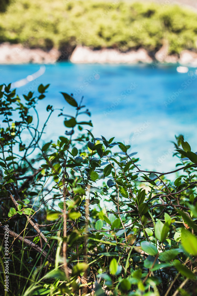 Juicy green leaves of a bush against the background of a blurred sea - view from the high bank - coastal flora Juicy green leaves of a bush against the background of a blurred sea - view from the high bank - coastal flora