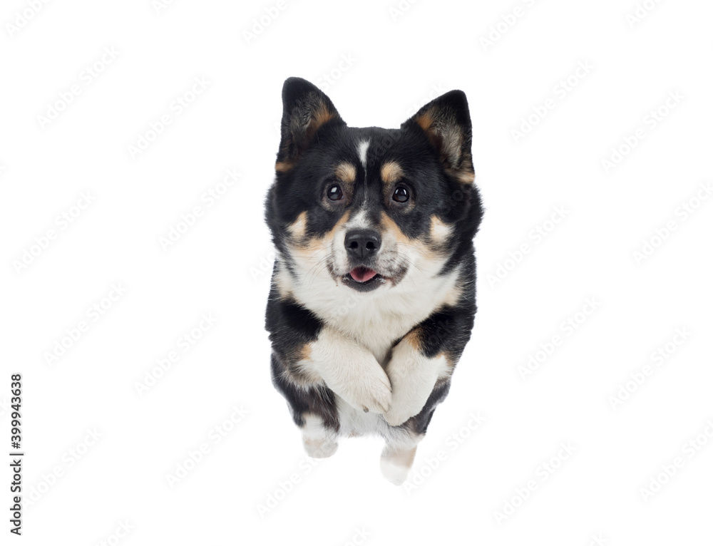 the dog runs forward. Active Welsh Corgi Pembroke in motion. Pet on a white background the dog runs forward. Active Welsh Corgi Pembroke in motion. Pet on a white background