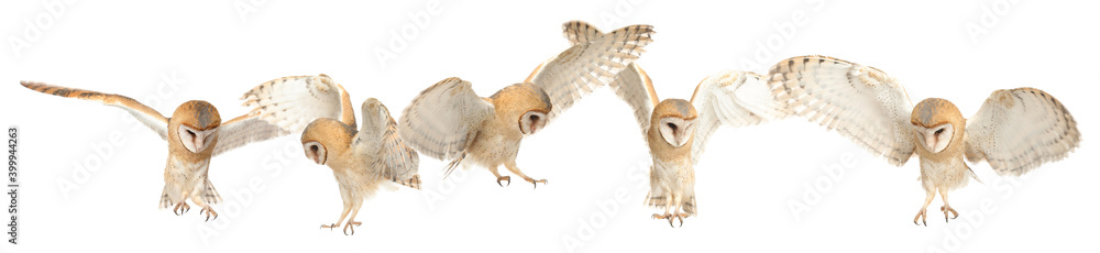 Obraz premium Collage with photos of beautiful barn owl on white background. Banner design