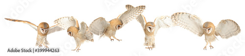Collage with photos of beautiful barn owl on white background. Banner design