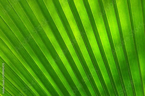 Green palm leaf  full-frame image.
