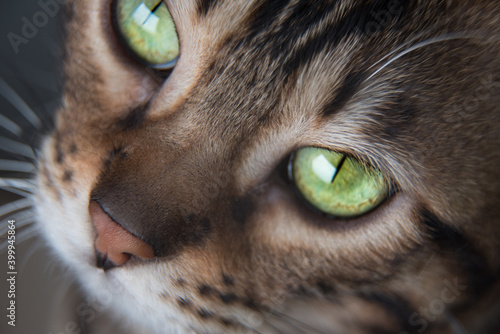 Bengal cat, close-up portrait. The cat squinted. Thoroughbred animal