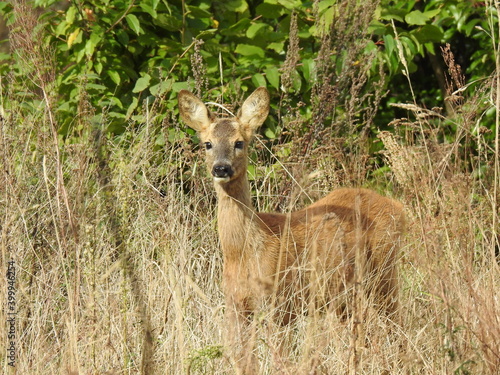 Fototapeta Naklejka Na Ścianę i Meble -  sarna