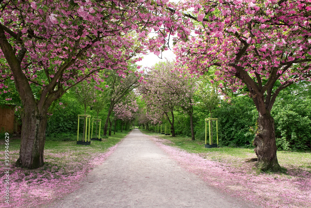 Kirschblüte, Frühling, Allee, rosa Kirschblüte, Frühling, Allee, rosa
