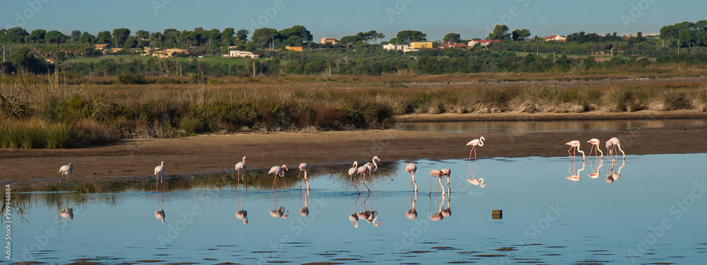 Flamingos bei einem Zwischenstopp auf dem Weg in den Süden 