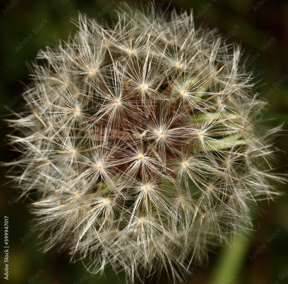 Macro photograph of a Dandelion seed head. Macro photograph of a Dandelion seed head.