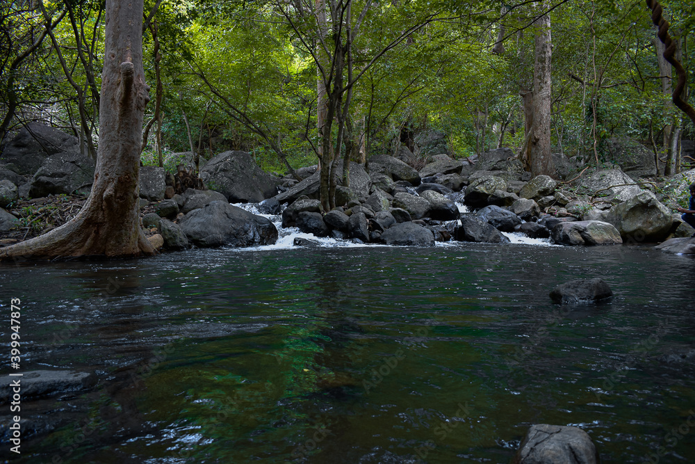 Fototapeta premium river in the forest