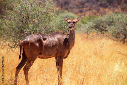 Greater kudu   woodland antelope  standing in African bushes.