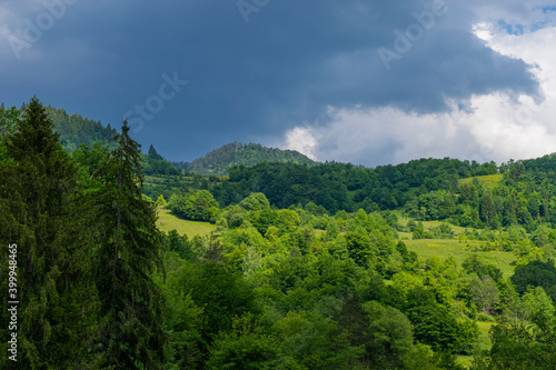 forest in the mountains