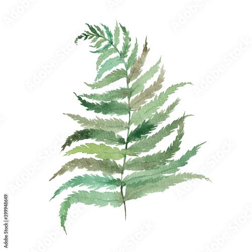 Watercolor drawing fern leaf isolated on white background. Tropics. Botanical illustration.