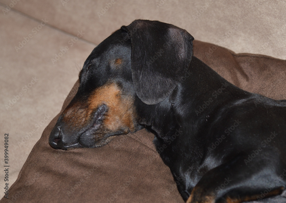 Black and tan dachshund sleeping on brown sofa