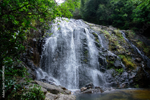 Forest bath