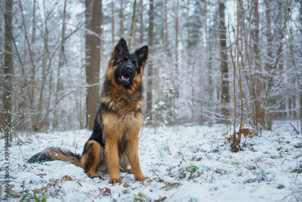 Portrait of a German long-haired shepherd dog in the forest in winter, close-up. Portrait of a German long-haired shepherd dog in the forest in winter, close-up.