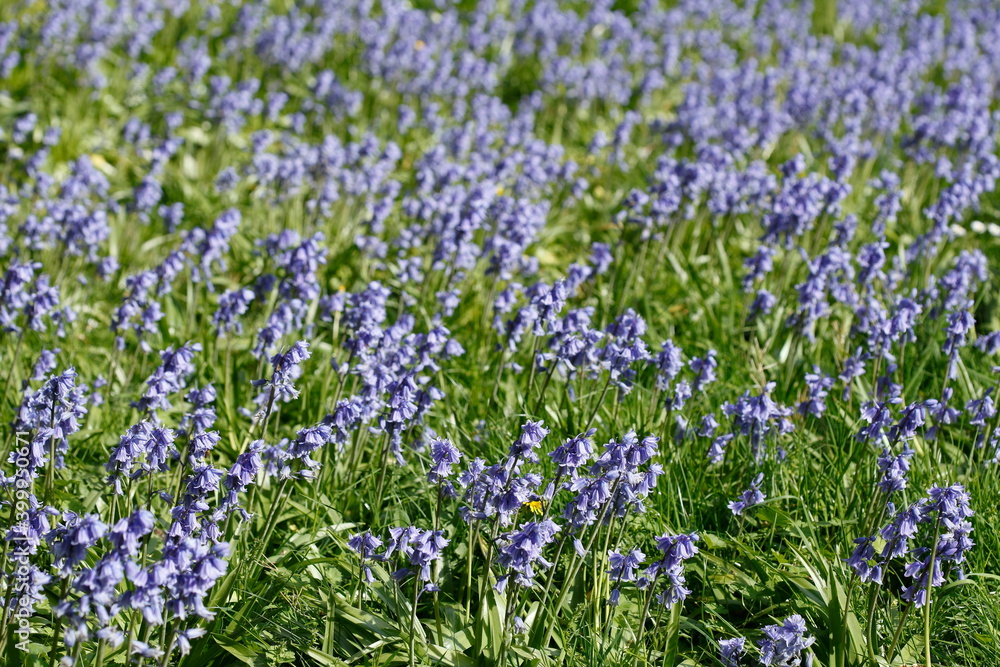 Naklejka premium Blühende Hasenglöckchen (Hyacinthoides) auf einer Wiese, Deutschland, Europa