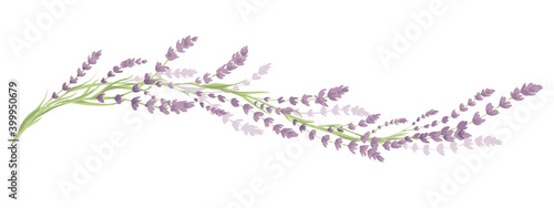 Lavender -- narrow banner. Long border with flowers and leaves, vector illustration, design element.	