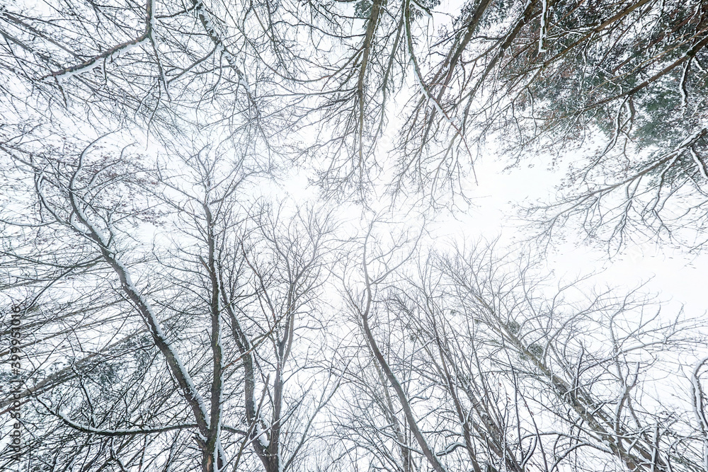 Looking up into winter snow covered forest. Trees growing in the sky Looking up into winter snow covered forest. Trees growing in the sky