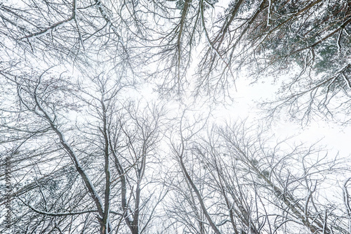 Looking up into winter snow covered forest. Trees growing in the sky © hiv360
