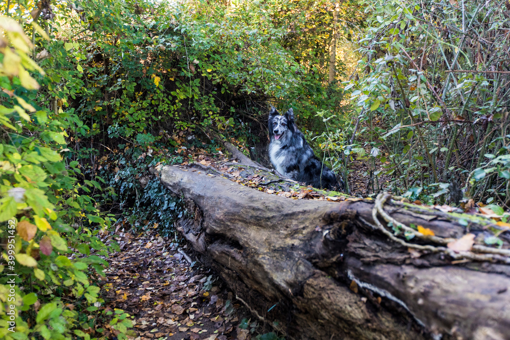 Obraz premium dog and tree in the woods