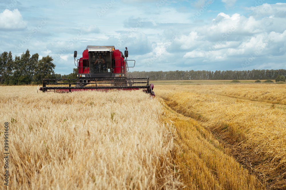Fototapeta premium Combine harvester harvests ripe wheat. Concept of a rich harvest. Agriculture image