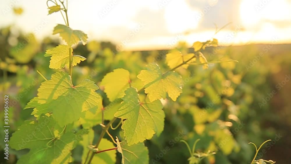 a vine twig stirs in the wind at sunset a vine twig stirs in the wind at sunset