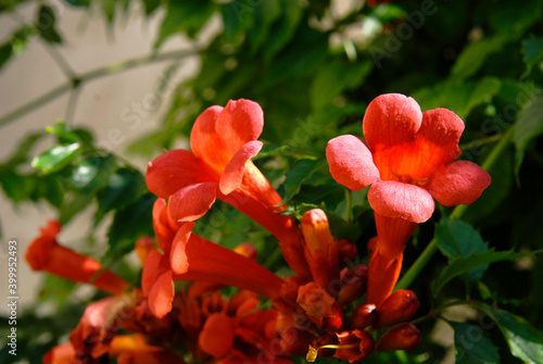 Trumpet vine or Campsis radicans flowering plant with multiple open flowers 