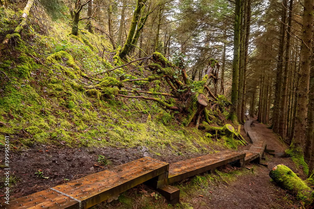 Naklejka premium Narrow wooden foot path with anti slippery surface in a forest on a hill. Knoncknarea, county Sligo, Ireland. Great trail with fresh air and great scenery. Outdoor activity concept