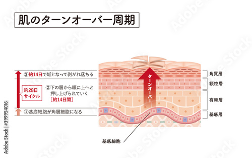 Cross section of the skin 6 front