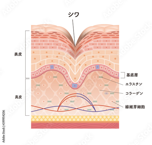 Cross section of the skin 8 front