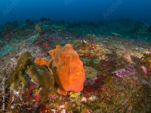 Giant frogfish snuggling to a hard coral (Similan, Thailand) photo