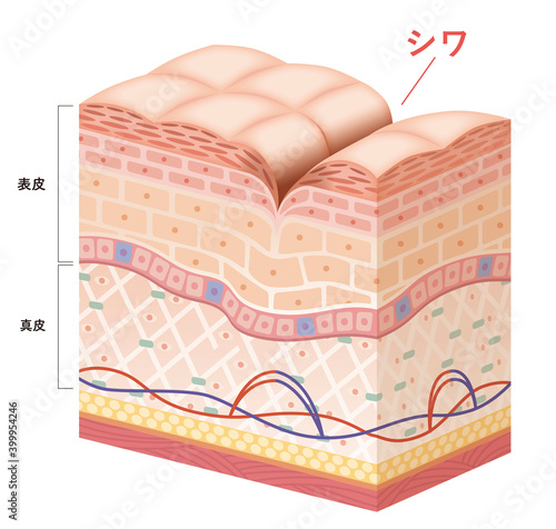 Cross section of the skin 8