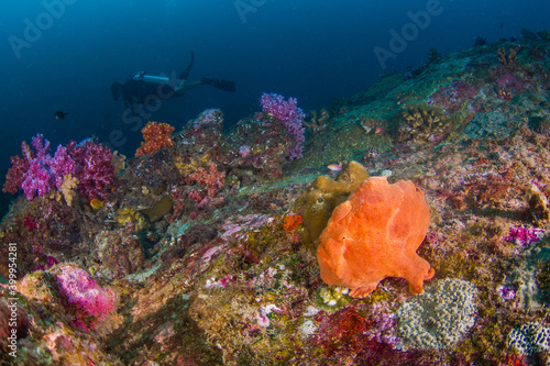 Giant frogfish and diver in coral reef (Similan, Thailand) photo