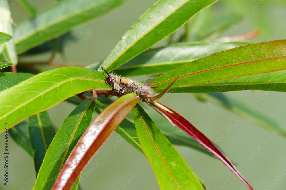 Fototapeta premium A small insect with an unusual rust-colored bark climbing leaves against a blurred light green background.