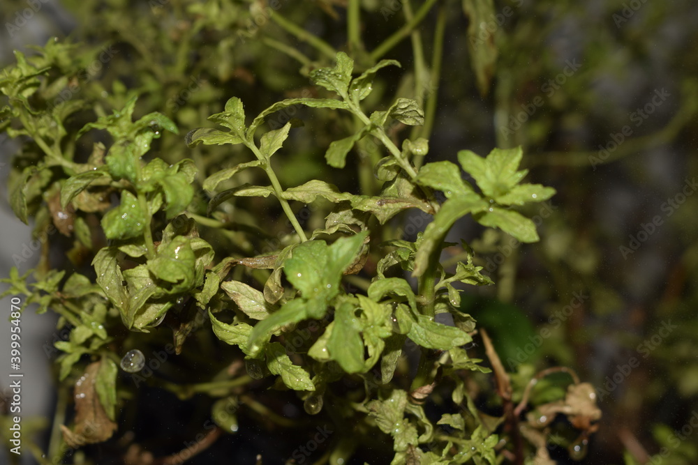 close image of plants leaves with some drop water close image of plants leaves with some drop water