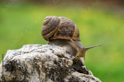 snail on a rock