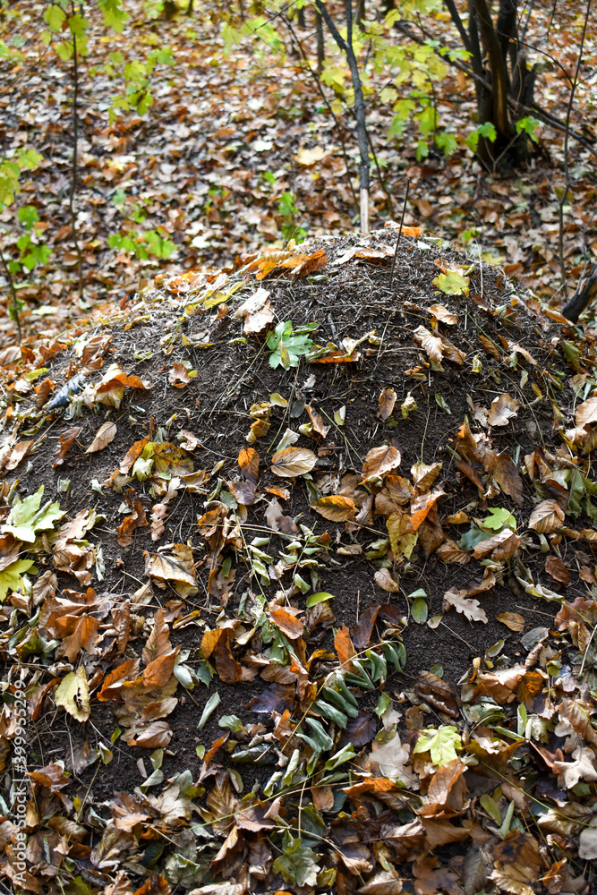 Forest anthill covered with fallen leaves in autumn Forest anthill covered with fallen leaves in autumn