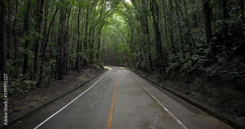 Manmade bamboo forest Bohol Philippines 4k photo