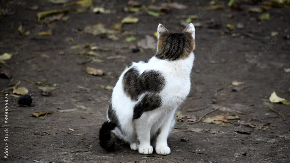 one stray kitten cat is sitting in the yard. Autumn is the time of year. one stray kitten cat is sitting in the yard. Autumn is the time of year.
