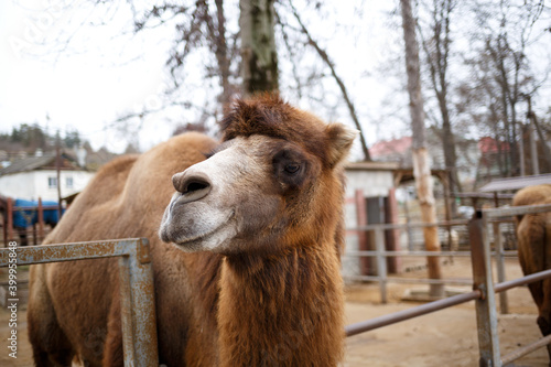 camel in the zoo against the blue sky