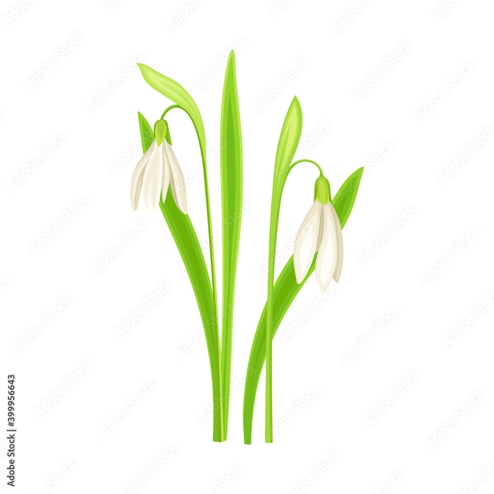 custom made wallpaper toronto digitalGalanthus or Snowdrop as Wildflower Specie or Herbaceous Flowering Plant Vector Illustration