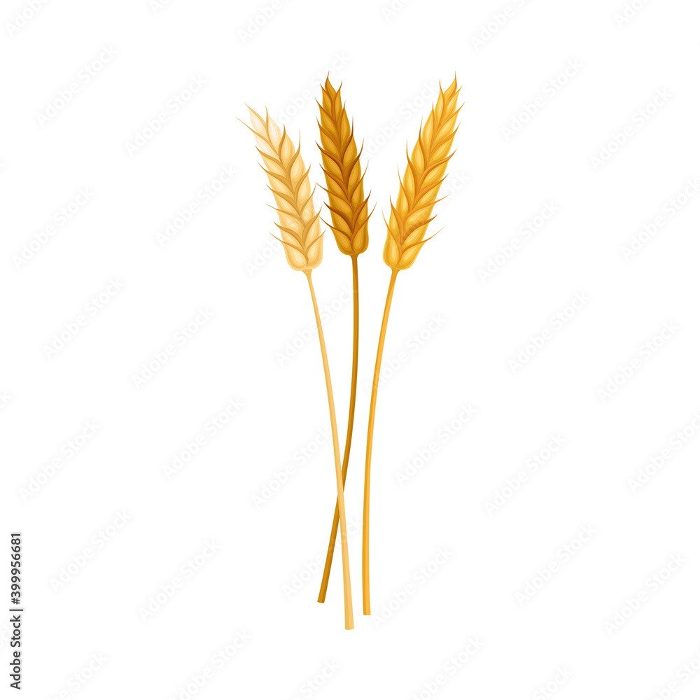 Ear of Wheat or Spikelet as Wildflower Specie or Herbaceous Flowering Plant Vector Illustration Ear of Wheat or Spikelet as Wildflower Specie or Herbaceous Flowering Plant Vector Illustration