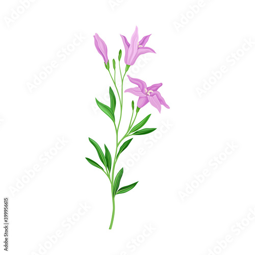 Wildflower Specie or Herbaceous Flowering Plant with Purple Flower Bud Vector Illustration