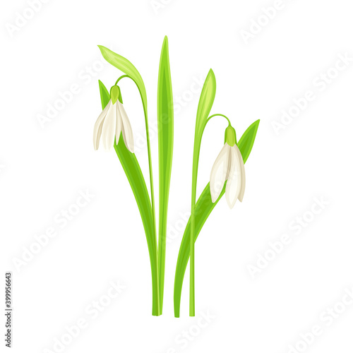 Wallpaper Mural Galanthus or Snowdrop as Wildflower Specie or Herbaceous Flowering Plant Vector Illustration Torontodigital.ca