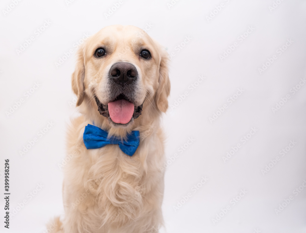 The dog in a blue bow tie sits on a white background. Golden Retriever for the holidays: Valentine's Day, Birthday, Halloween
